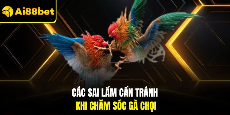 Bí Quyết Chăm Sóc Gà Chọi| Chỉ Dẫn Cách Huấn Luyện Hiệu Quả 4 Các sai lầm cần tránh khi chăm sóc gà chọi