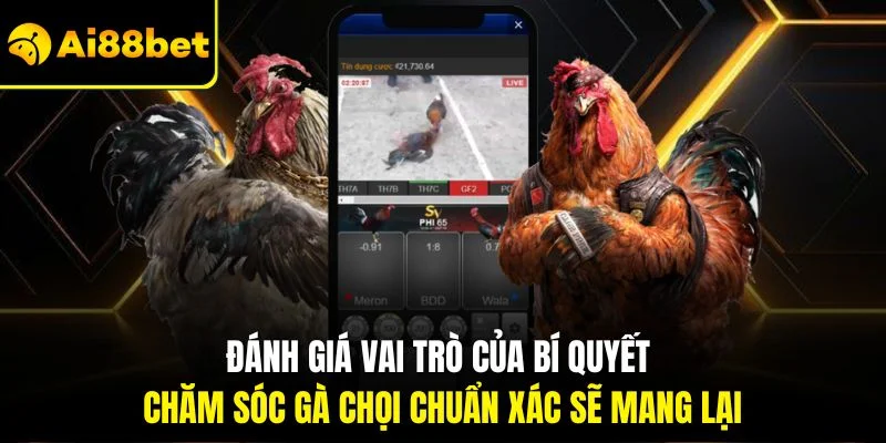 Bí Quyết Chăm Sóc Gà Chọi| Chỉ Dẫn Cách Huấn Luyện Hiệu Quả 2 Đánh giá vai trò của bí quyết chăm sóc gà chọi chuẩn xác sẽ mang lại