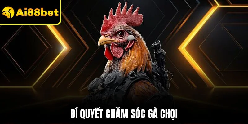 Bí Quyết Chăm Sóc Gà Chọi| Chỉ Dẫn Cách Huấn Luyện Hiệu Quả 1 Bí quyết chăm sóc gà chọi